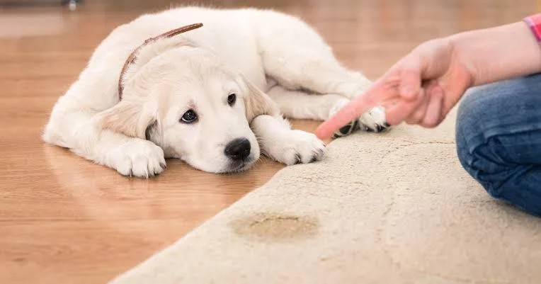 Get Rid of Pet Urine from Carpet